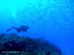 Spearfishing in the Dry Tortugas. Swimming through a scho... by Becky Kagan 